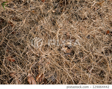 Rustic Dry Hay Stack Texture Background. 129864442