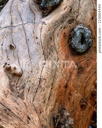 Wood Grain Texture Background - Heartwood Surface. Wood Grain Texture Background - Heartwood Surface. 129864444