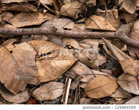 Dry fallen leaves texture background in autumn season. Dry fallen leaves texture background in autumn season. 129864509