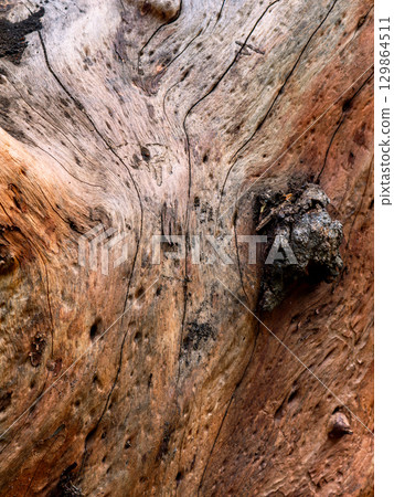 Wood Grain Texture Background - Heartwood Surface. Wood Grain Texture Background - Heartwood Surface. 129864511