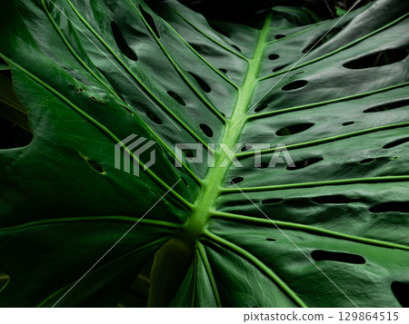 Green Monstera Leaves Pattern Texture Background. Green Monstera Leaves Pattern Texture Background. 129864515
