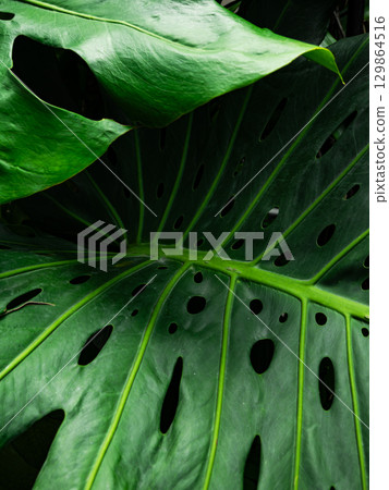 Green Monstera Leaves Pattern Texture Background. Green Monstera Leaves Pattern Texture Background. 129864516