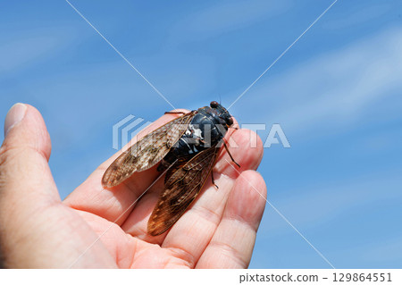 Brown cicada and blue sky Brown cicada and blue sky 129864551