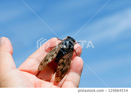 Brown cicada and blue sky 129864554