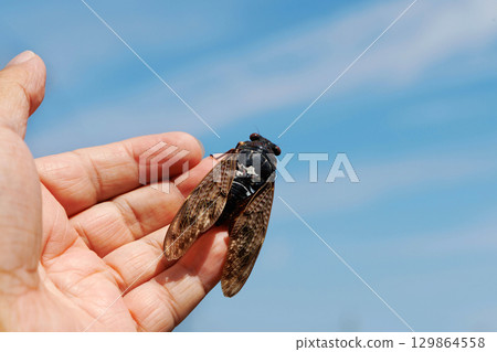 Brown cicada and blue sky Brown cicada and blue sky 129864558