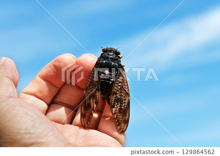 棕蟬和藍天 129864562