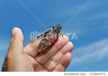 Brown cicada and blue sky Brown cicada and blue sky 129864570