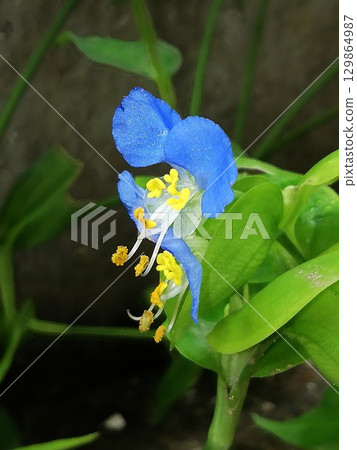 雙胞胎的腋下 129864987