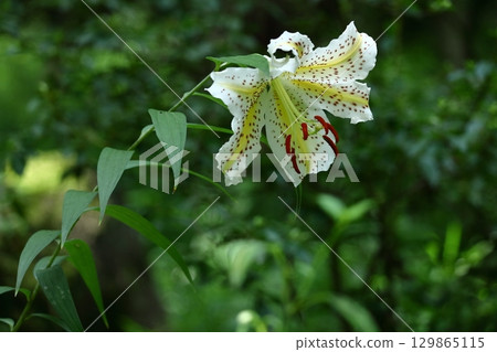 The king of lily The king of lily 129865115