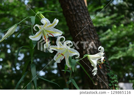 The king of lily The king of lily 129865116