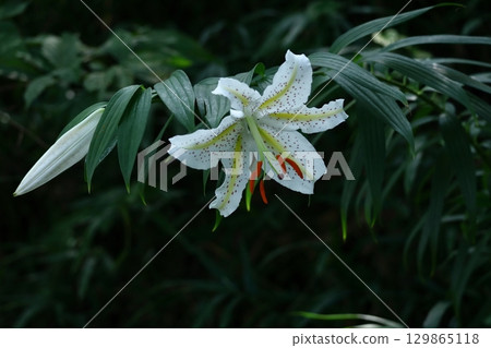 The king of lily 129865118