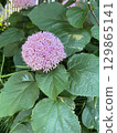 Cute hydrangea flower 129865141