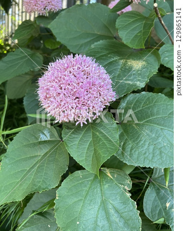 Cute hydrangea flower 129865141
