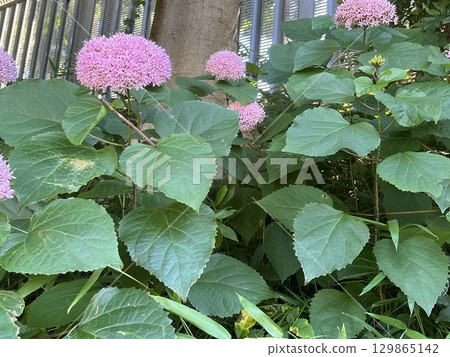 風景與繡球花 129865142
