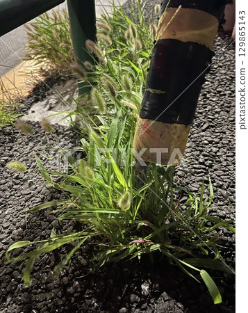 道路旁邊的雜草 129865143