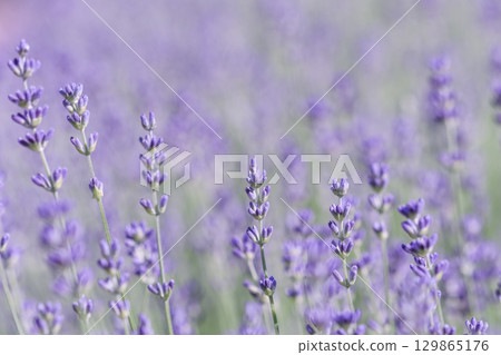 Lavender flowers blooming in the field. Soft focus. Floral background 129865176