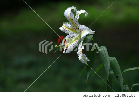 The king of lily The king of lily 129865195