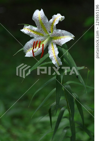 The king of lily The king of lily 129865196