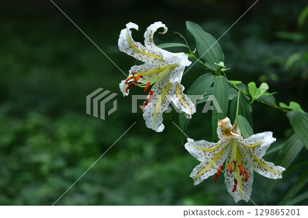 The king of lily The king of lily 129865201