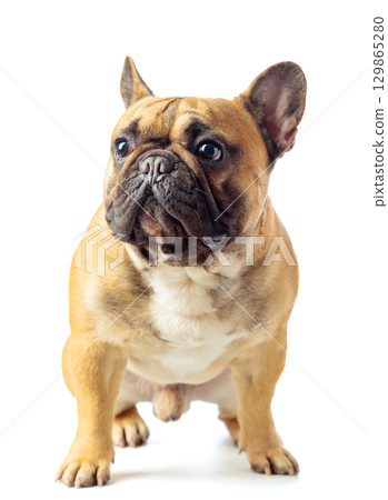 French bulldog isolated on a white background. 129865280