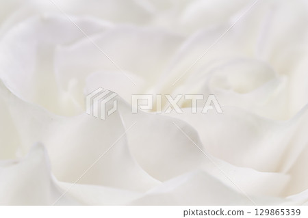 Abstract floral background, white rose flower petals, soft focus. Macro flowers backdrop for holiday brand design Abstract floral background, white rose flower petals, soft focus. Macro flowers backdrop for holiday brand design 129865339