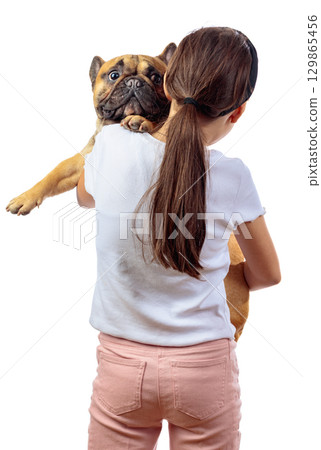 A girl holds a funny French bulldog in her arms. A girl holds a funny French bulldog in her arms. 129865456