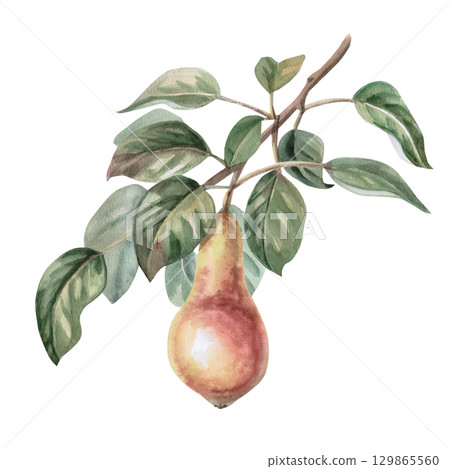 Pear tree branch with ripe fruit. Isolated watercolor illustration for design of juice, puree, baby food, jam, compote packaging, printing on posters and clothes. 129865560