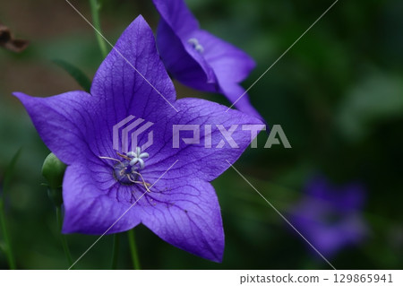 Autumn seven herbs Autumn seven herbs 129865941