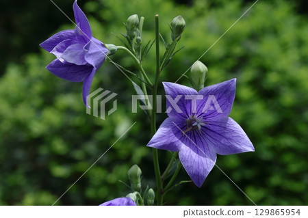 秋七草藥 129865954