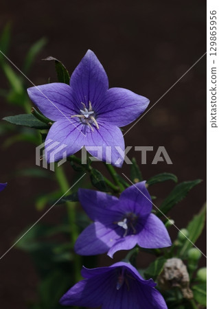 Autumn seven herbs 129865956