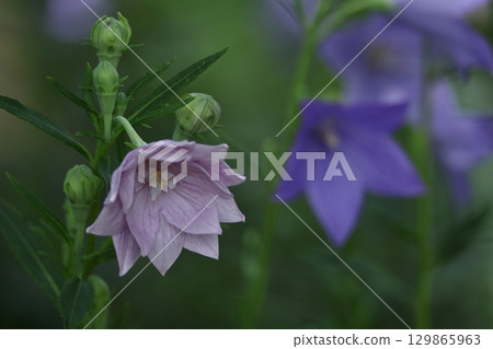 Autumn seven herbs Autumn seven herbs 129865963