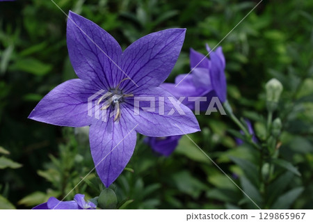 秋七草藥 129865967