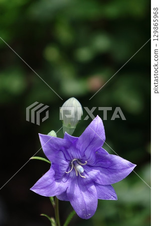 秋七草藥 129865968