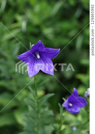 秋七草藥 129865992