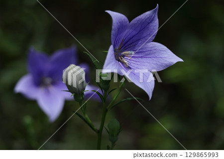 秋七草藥 129865993