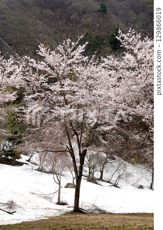 Snow-covered mountain slopes and cherry blossoms in full bloom Snow-covered mountain slopes and cherry blossoms in full bloom 129866019