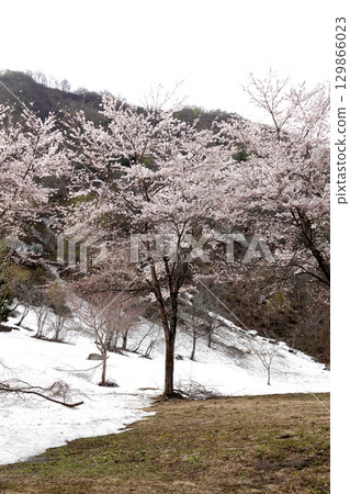 Snow-covered mountain slopes and cherry blossoms in full bloom Snow-covered mountain slopes and cherry blossoms in full bloom 129866023