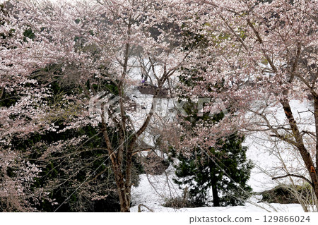Snow-covered mountain slopes and cherry blossoms in full bloom 129866024