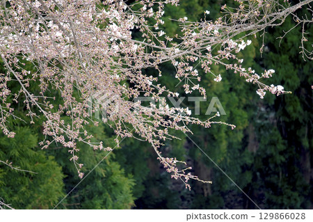 北方的晚春:新綠的針葉樹與櫻花 北方的晚春:新綠的針葉樹與櫻花 129866028
