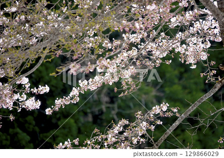 Late spring in the north: fresh green conifers and cherry blossoms 129866029
