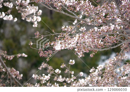 Late spring in the north: fresh greenery and cherry blossoms Late spring in the north: fresh greenery and cherry blossoms 129866030