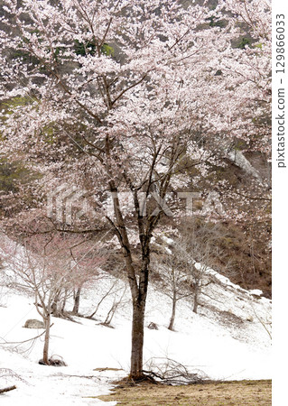 Snow-covered mountain slopes and cherry blossoms in full bloom 129866033