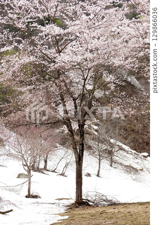 Snow-covered mountain slopes and cherry blossoms in full bloom Snow-covered mountain slopes and cherry blossoms in full bloom 129866036