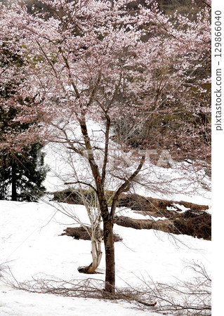 Snow-covered mountain slopes and cherry blossoms in full bloom 129866040