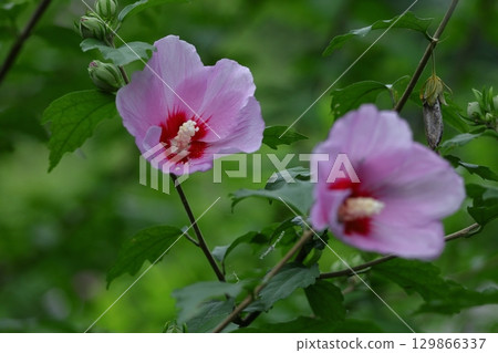 Decorating the summer tea room 129866337