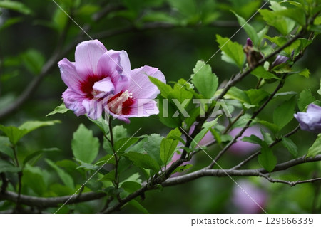 裝飾你的夏日茶室 129866339