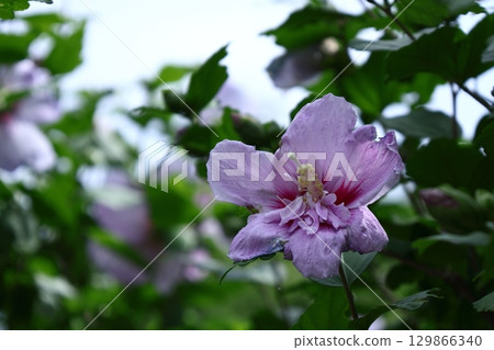 Decorating the summer tea room 129866340