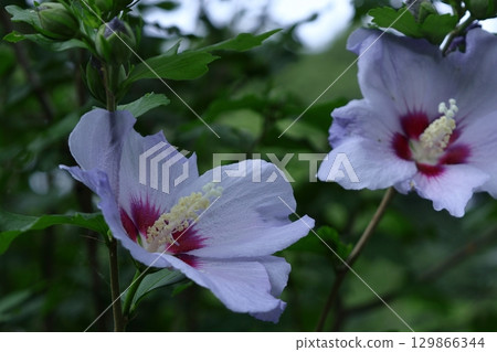 Decorating the summer tea room 129866344