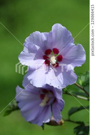 Decorating the summer tea room 129866415