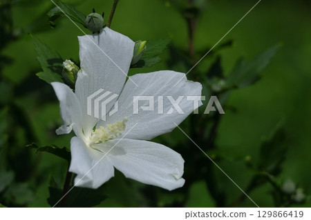 裝飾你的夏日茶室 129866419